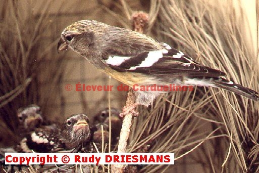 Two-barred Crossbill