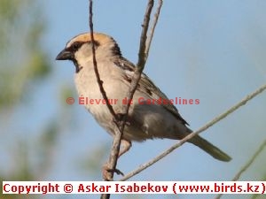 Moineau des saxaouls