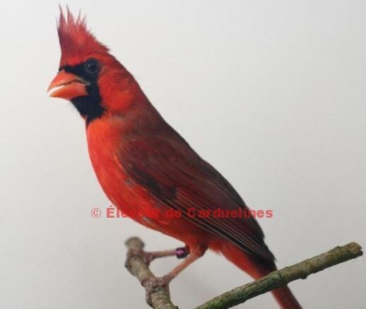 Cardinal Rouge de Virginie