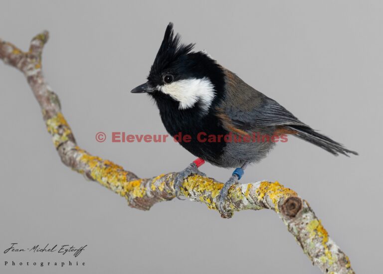 Rufous-naped Tit